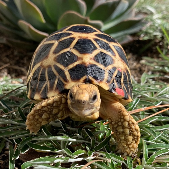 Meet your Posher, Novruz - Picture 1 of 1